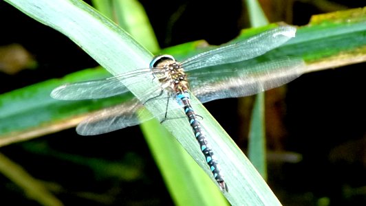 Libellule au jardin agronomique tropical
