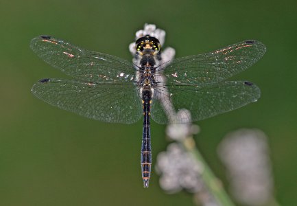 Libelle-Hannover02