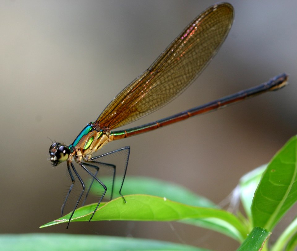 Libelle-Orosi-05