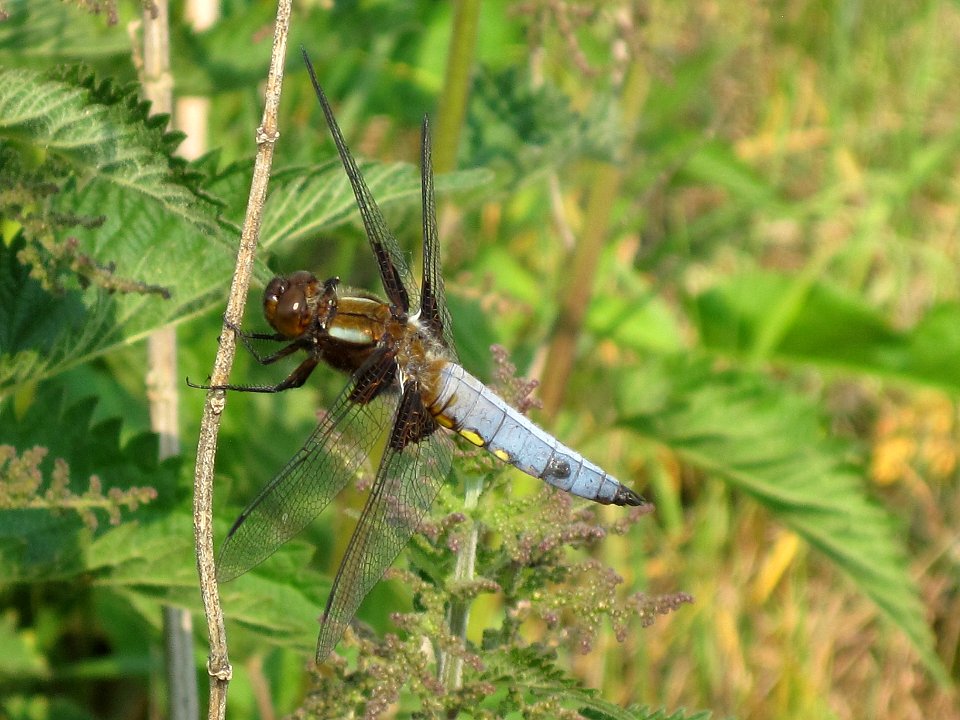Libellula depressa (Broad-bodied Chaser), Arnhem, the Netherlands
