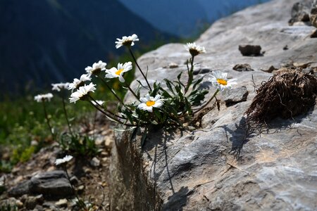 White alpine flower alpine plant