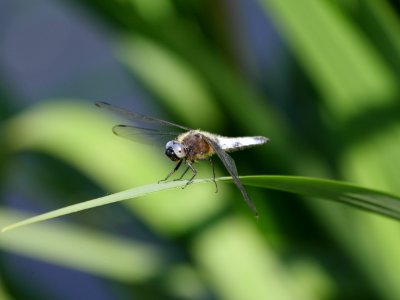 Libelle.Ufer.Hermsdorfer.See