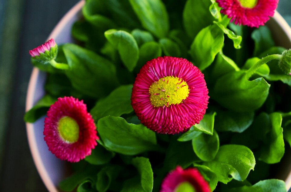 Colorful macro color