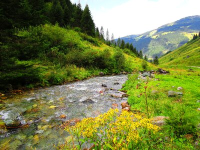 Flow austria forest photo