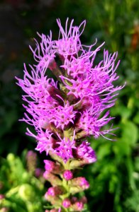 Liatris - Arlington, MA
