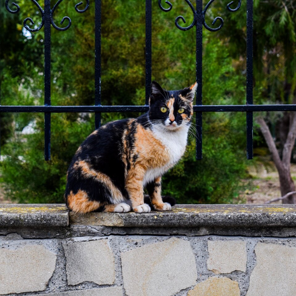 Surprised animal cute