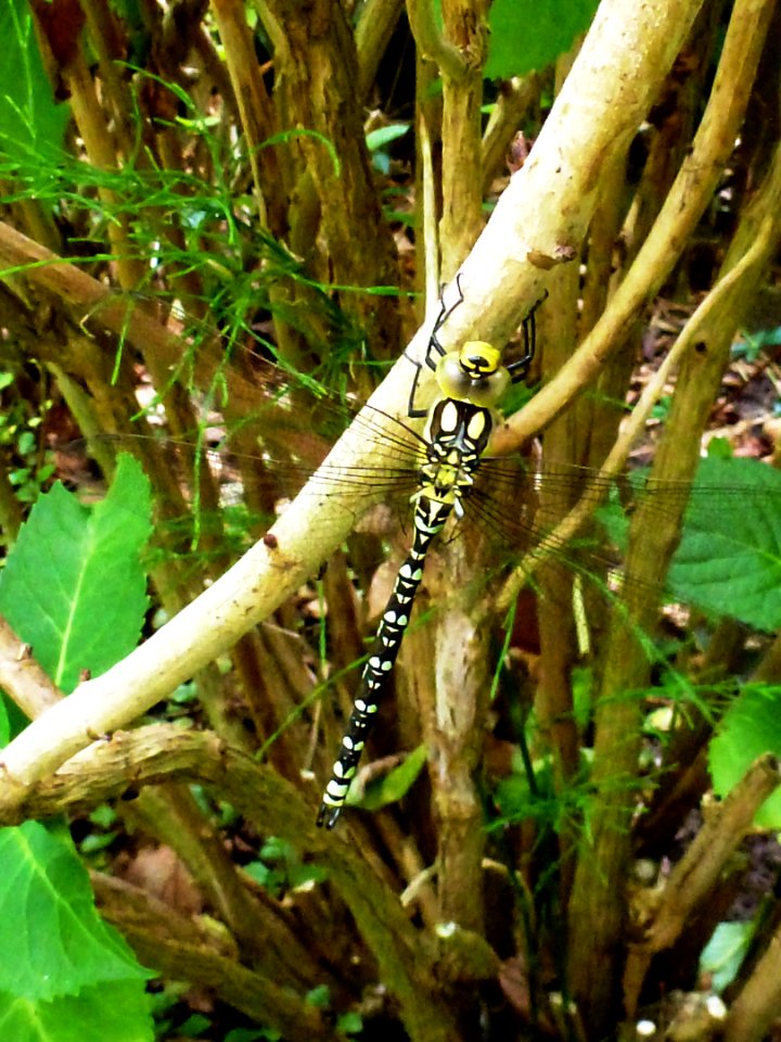 Libelle, 8 cm lang (Nijmegen Dukenburg)