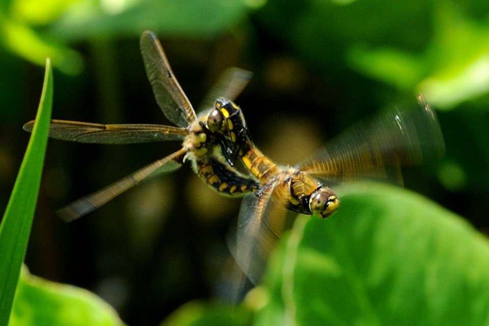 Libellula quadrimaculata asahinai(Copulation , Japan , 2018.06.02)