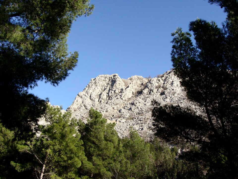 Pine tree pine sky