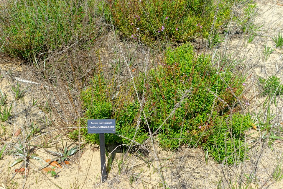 Liatris provincialis - Bok Tower Gardens - DSC02137