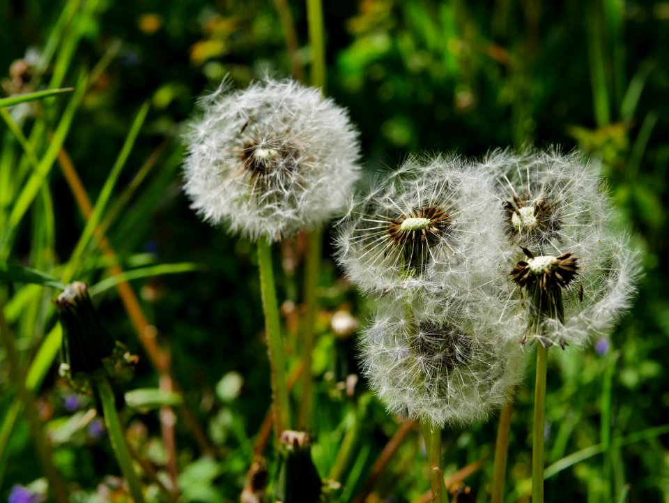 Loewenzahn Pusteblume Roscheiderhof H1a