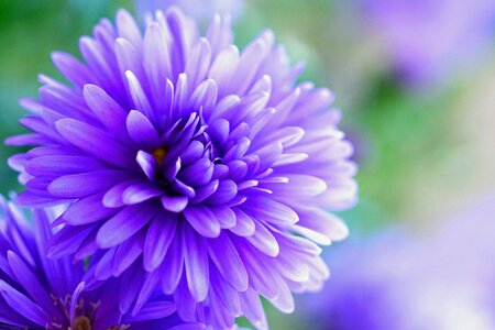 Blossom bloom purple flower