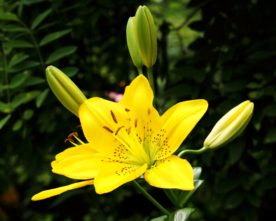 Yellow flowers republic of korea lily