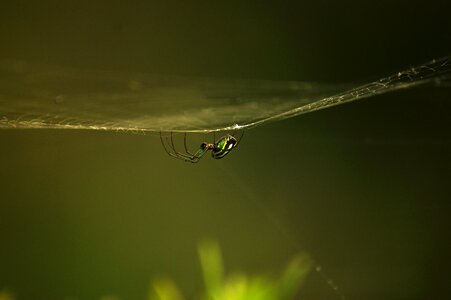 Animals insects armenia