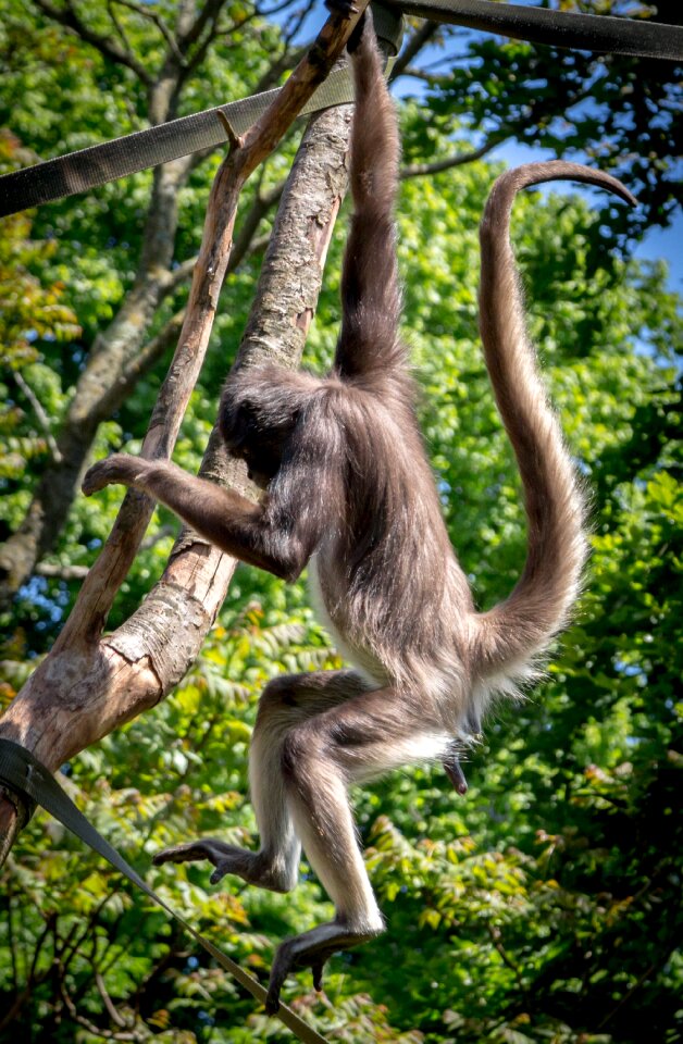 Wildlife animal mammal