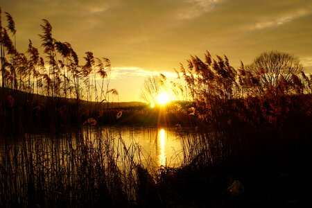 Sunset lake reed photo