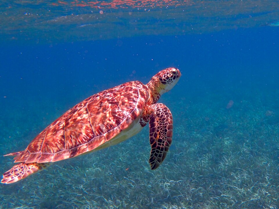 Tropical sea marine
