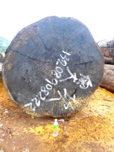 Logs for sale in Haikou - 08