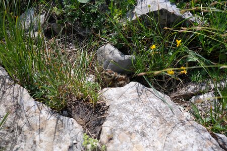 Lagopus muta bird species photo