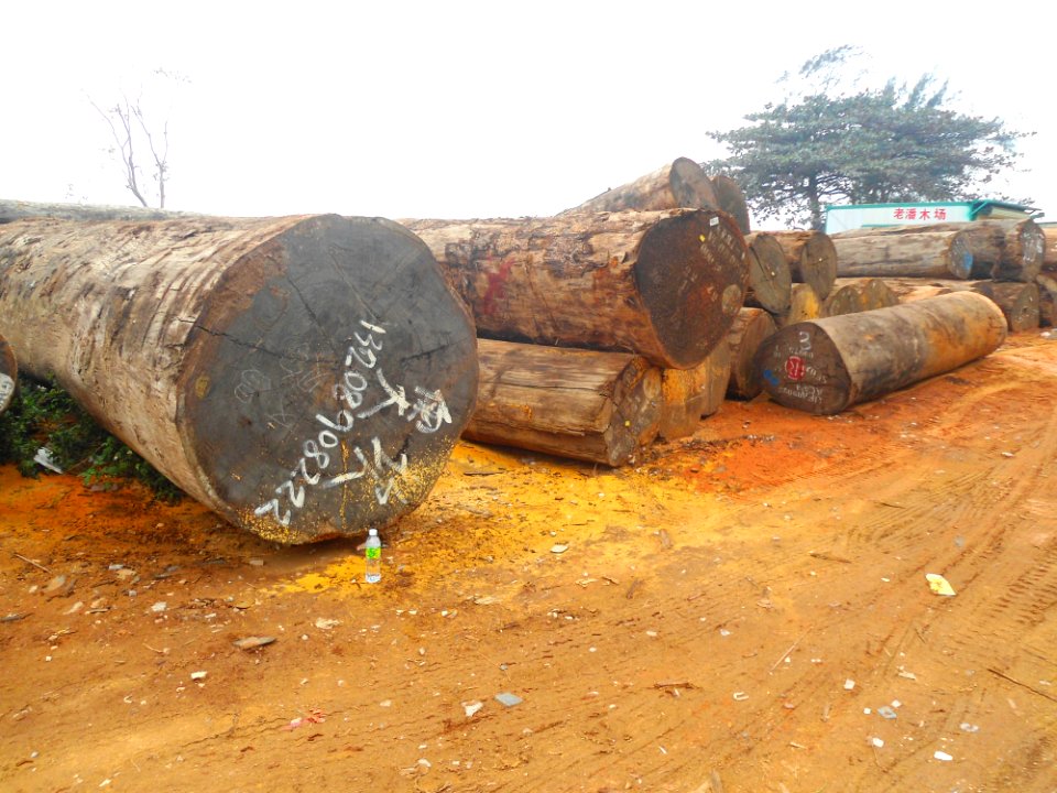Logs for sale in Haikou - 09