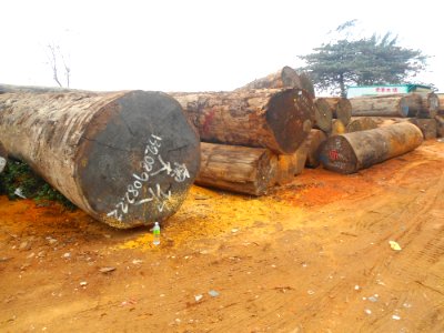 Logs for sale in Haikou - 09