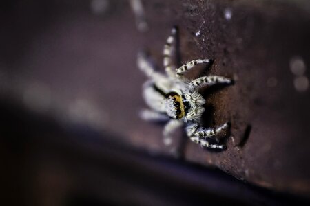 Little macro spider photo