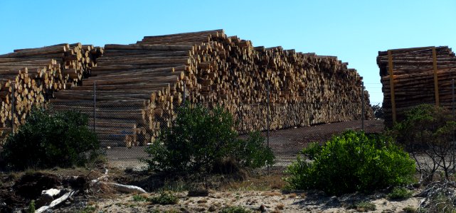 Logs-Port-of-Burnie-20160208-004 photo