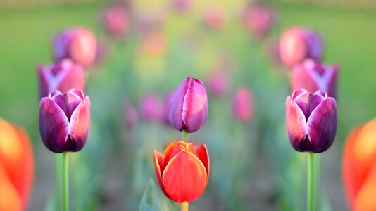 Plant nature flower
