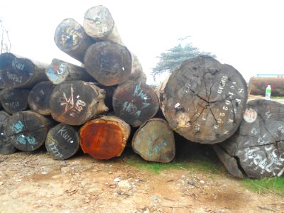 Logs for sale in Haikou - 10 photo