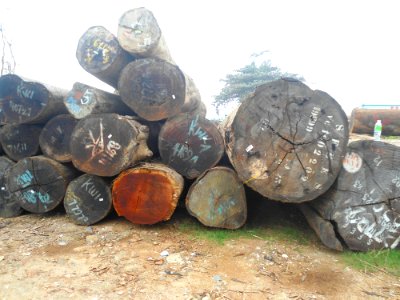 Logs for sale in Haikou - 10