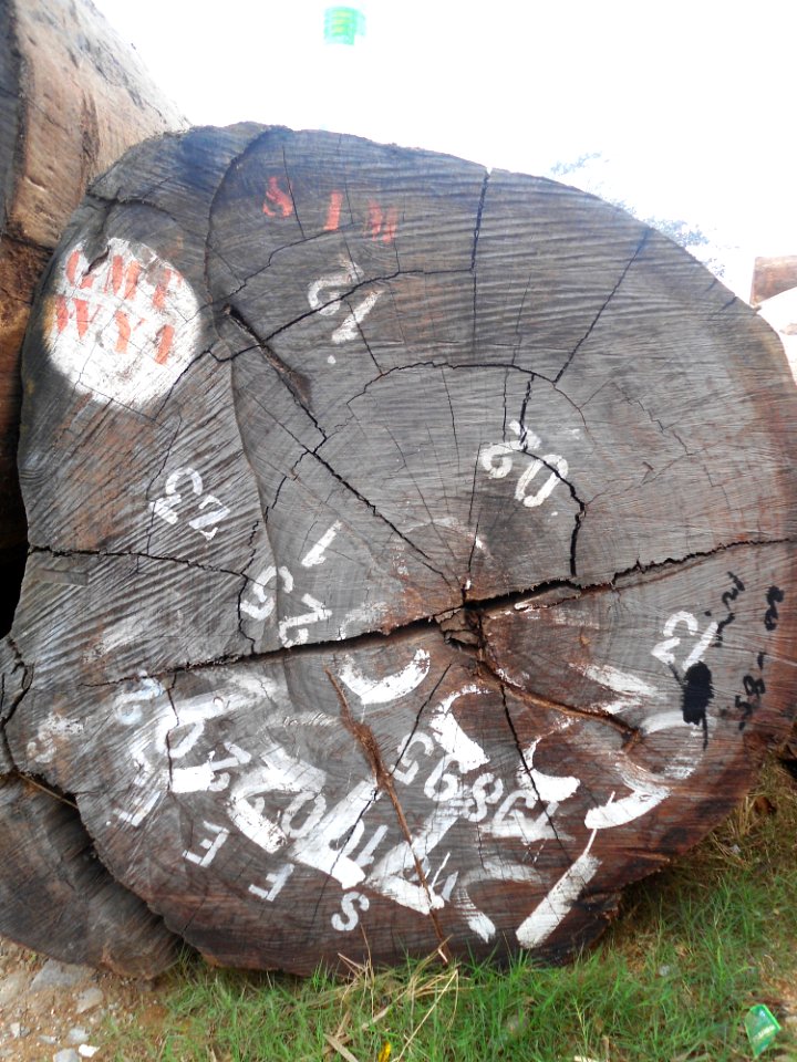 Logs for sale in Haikou - 11