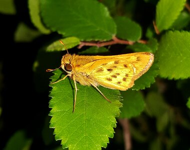 Insect creature nature