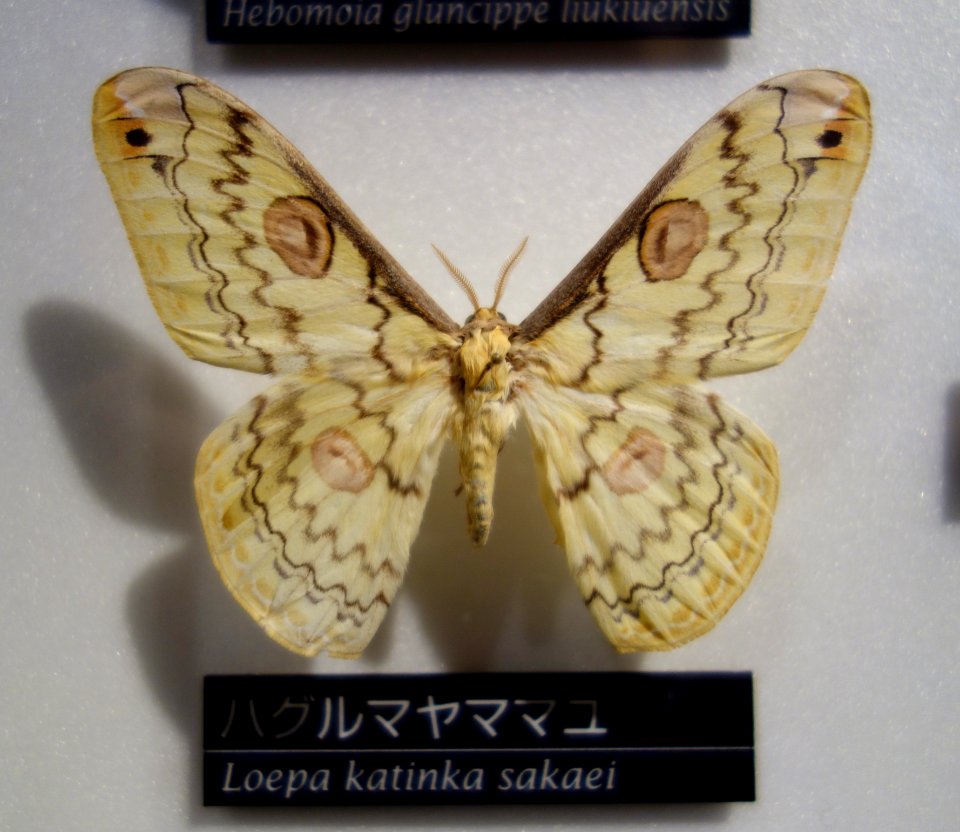 Loepa katinka sakaei - National Museum of Nature and Science, Tokyo - DSC06796