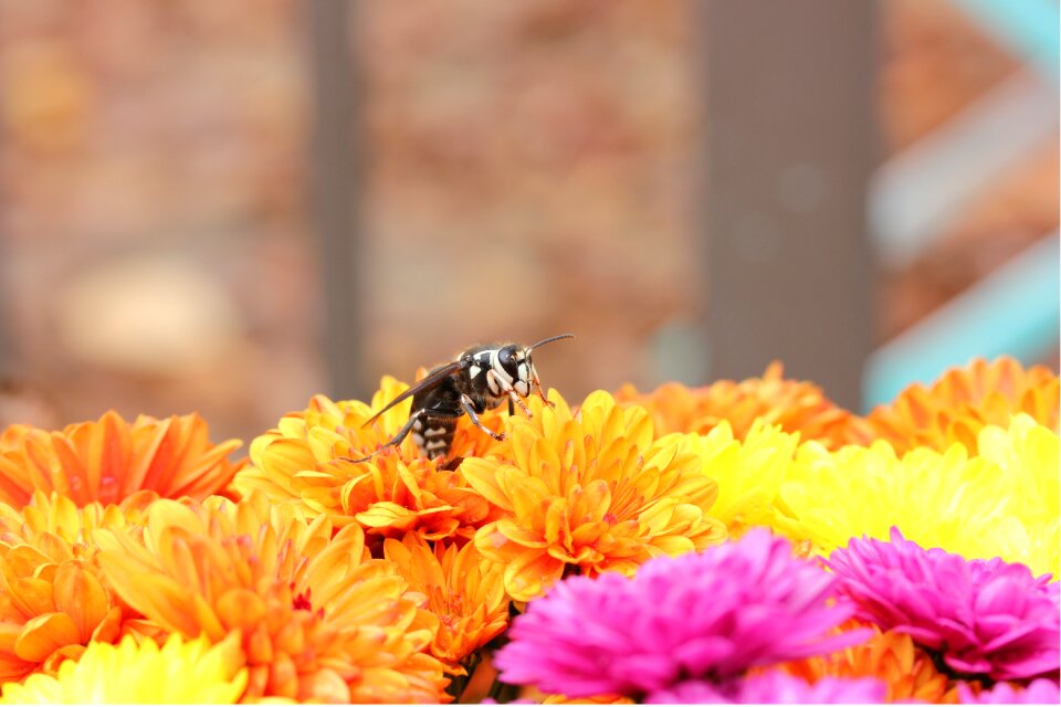 Insect wasp natural