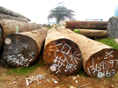 Logs for sale in Haikou - 07
