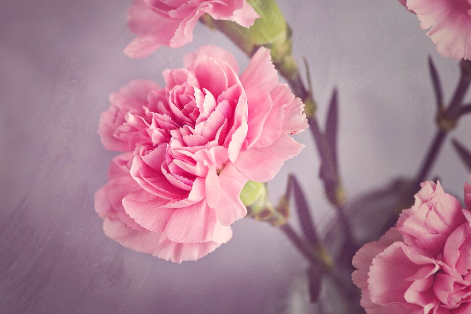 Pink flower petals