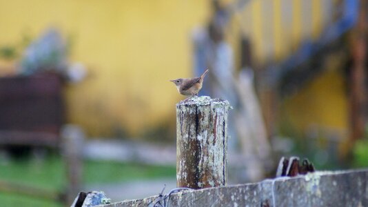 Animals birds insects