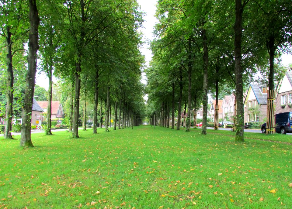 Lodewijklaan, Loolijn