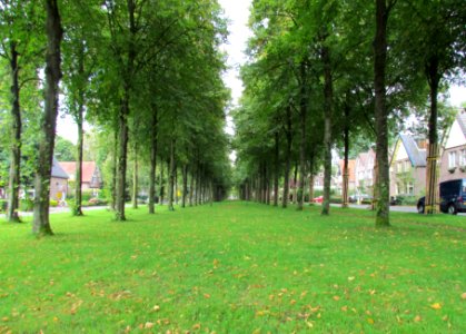 Lodewijklaan, Loolijn