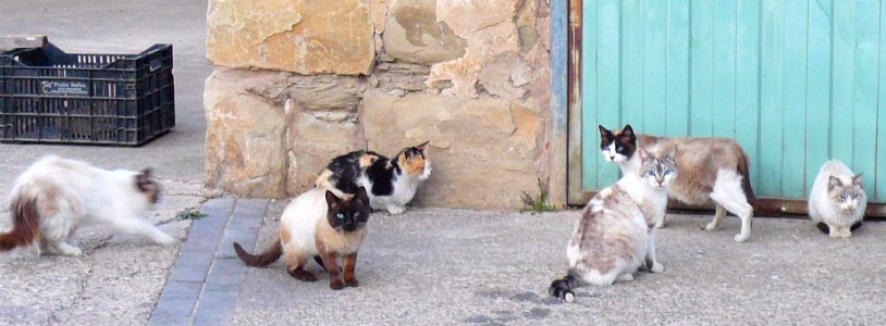 Lodosa - gatos 1