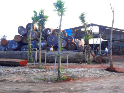 Logs for sale in Haikou - 01