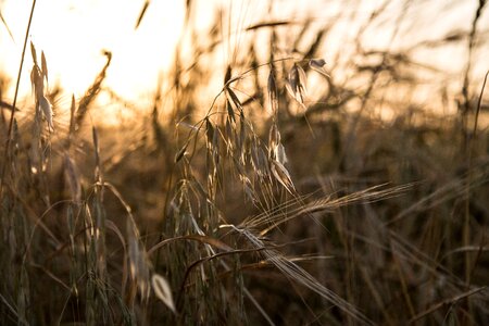 Agriculture field grain