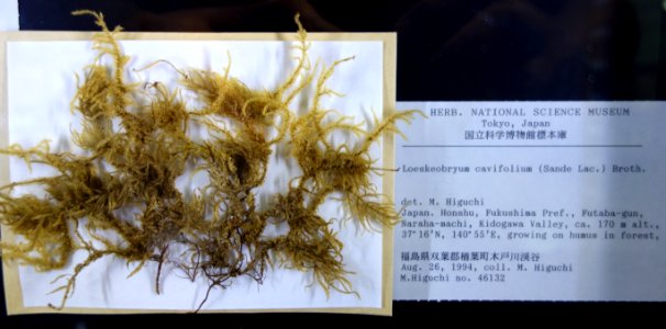 Loeskeobryum cavifolium - National Museum of Nature and Science, Tokyo - DSC06753