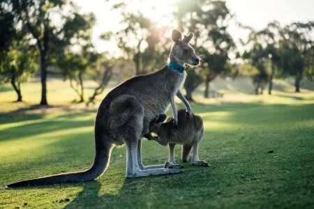 Oz victoria aussie