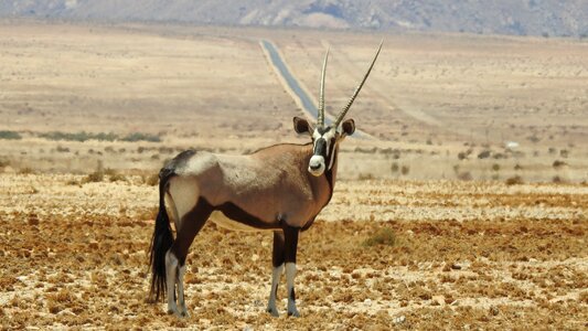 Africa safari horns photo