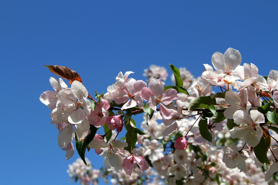 Blossom apple nature