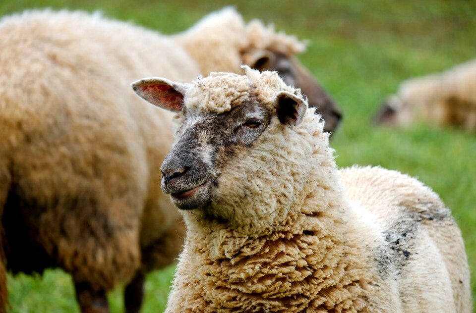 Flock of sheep pasture agriculture