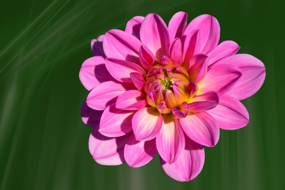 Bloom pink late summer
