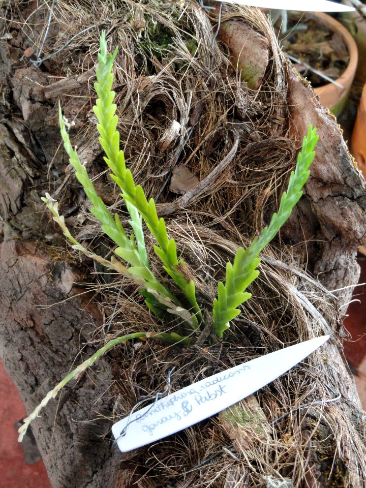Lockhartia spec. - Orchid Nursery Margaret Mee - DSC09743