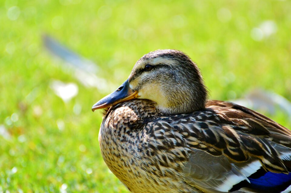 Bird poultry animal